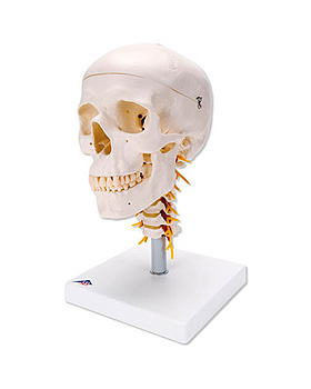 Klassik-Schdel auf Halswirbelsule, 4-teilig, 3B Scientific, medishop.de