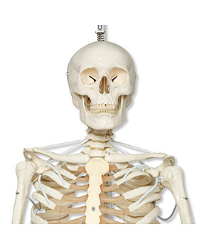 Das Funktionelle Skelett auf Hngestativ, Sondermodell, 3B Scientific, medishop.de