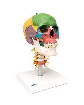 Didaktik-Schdel auf Halswirbelsule, 4-teilig, 3B Scientific, medishop.de