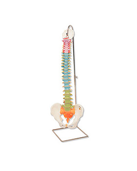 Didaktische flexible Wirbelsule ohne Stativ, 3B Scientific, medishop.de