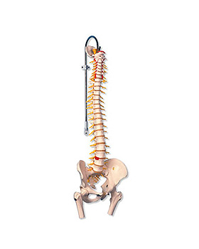Flexible Luxus-Wirbelsule, mit beweglichen Oberschenkelstmpfen, ohne Stativ, 3B Scientific, medishop.de