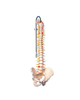 Flexible Luxus-Wirbelsule ohne Stativ, 3B Scientific, medishop.de