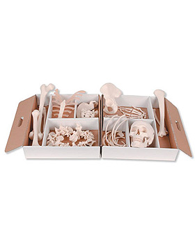 Unmontiertes halbes Skelett, Hand & Fu auf Nylon, 3B Scientific, medishop.de