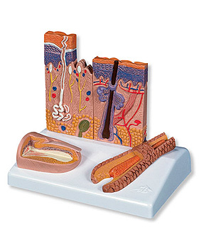 Hautschnitt, 3B Scientific, medishop.de