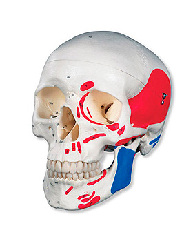 Klassik-Schdel, bemalt und nummeriert, 3-teilig, 3B Scientific, medishop.de