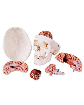 Klassik-Schdel mit Gehirn, 8-teilig, 3B Scientific, medishop.de