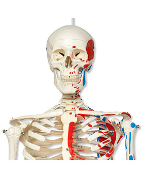 Klassik-Skelett Max, Muskeldarstellung, auf Hngestativ mit Bremse, 3B Scientific, medishop.de