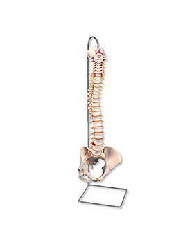 Klassische Flexible Wirbelsule, mit weiblichem Becken, ohne Stativ, 3B Scientific, medishop.de