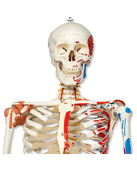 Luxus-Skelett Sam, auf 5-Fu-Rollenstativ mit Bremse, 3B Scientific, medishop.de