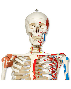 Luxus-Skelett Sam, auf Hngestativ mit Bremse, 3B Scientific, medishop.de