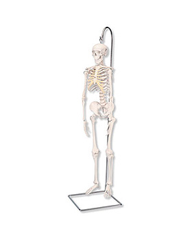 Mini-Skelett Shorty auf Hngestativ, 3B Scientific, medishop.de