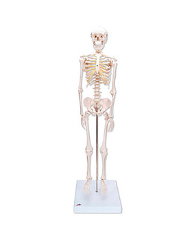 Mini-Skelett Shorty auf Sockel, 3B Scientific, medishop.de