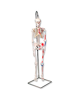 Mini-Skelett Shorty mit Muskelbemalung, auf Hngestativ, 3B Scientific, medishop.de