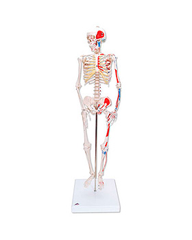 Mini-Skelett Shorty mit Muskelbemalung auf Sockel, 3B Scientific, medishop.de