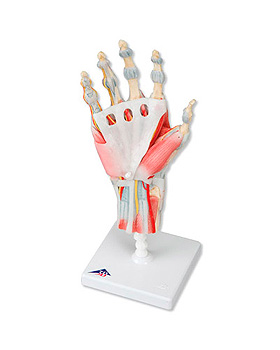 Modell des Handskeletts mit Bndern und Muskeln, 4-teilig, 3B Scientific, medishop.de