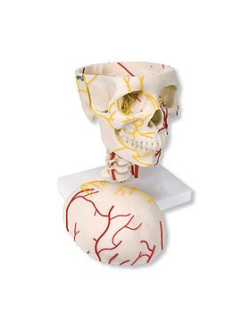 Neurovaskulrer Schdel, lebensgre, 3B Scientific, medishop.de