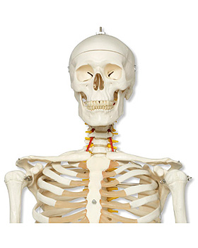 Luxus-Skelett Fred, auf 5-Fu-Rollenstativ, mit Bremse, 3B Scientific, medishop.de