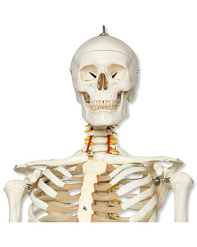 Luxus-Skelett Fred, 5-Fu-Rollenstativ, mit Bremse (1Hand und 1Fu elastisch), 3B Scientific, medishop.de