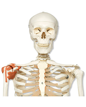 Klassik-Skelett Leo mit Gelenkbndern, auf 5-Fu-Rollenstativ mit Bremse, 3B Scientific, medishop.de