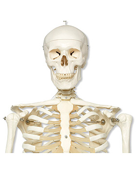 Stan, Standardskelett, auf 5-Fu-Rollenstativ, 3B Scientific, medishop.de