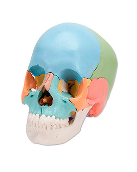 3B Scientific Steckschdel, Didaktische Version, 22-teilig, 3B Scientific, medishop.de