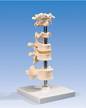 5 Wirbel, 3B Scientific, medishop.de