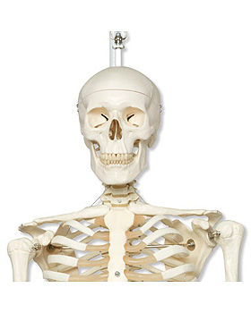 Stan, Standardskelett, 5-Fu-Hngestativ mit Bremse, 3B Scientific, medishop.de