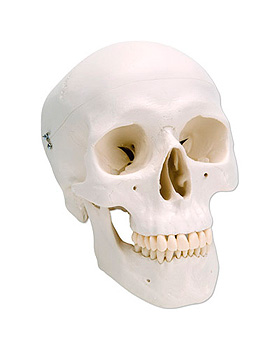 Klassik-Schdel, 3-teilig, 3B Scientific, medishop.de