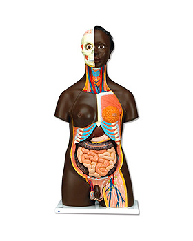 Afrikanische Torso, Zweigeschlechtiger, 24-teilig, 3B Scientific, medishop.de