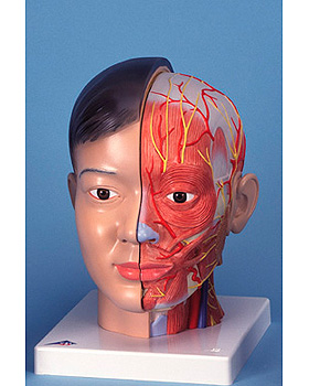 Asiatischer Kopf mit Hals, 4-teilig, 3B Scientific, medishop.de