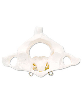 Atlas und Axis, montiert, 3B Scientific, medishop.de