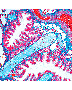 Atmungs- und Kreislaufsystem, 10 Stck, 3B Scientific, medishop.de