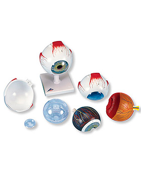 Riesen-Auge, 5-fache Gre, 6-teilig, F10, 3B Scientific, medishop.de