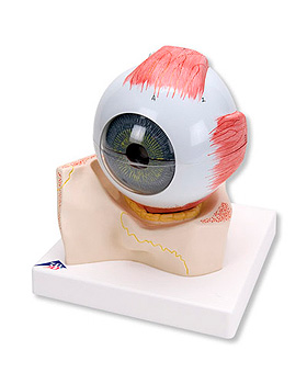 Riesen-Auge auf knchernem Boden der Augenhhle, 5-fache Gre, 7-teilig, 3B Scientific, medishop.de