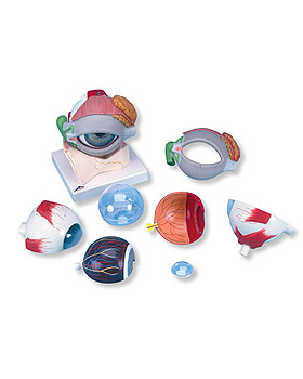 Riesen-Auge, mit Augenlid und Trnendrse, 5-fache Gre, 8-teilig, 3B Scientific, medishop.de