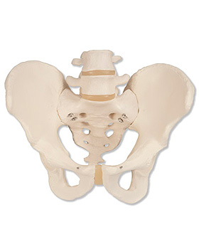 Becken-Skelett, männlich, 3B Scientific, medishop.de