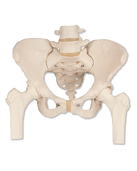 Becken-Skelett, weiblich, mit Oberschenkelstmpfen, 3B Scientific, medishop.de