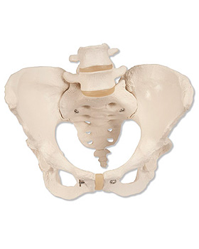 Becken-Skelett, weiblich, 3B Scientific, medishop.de