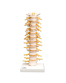 Brustwirbelsule, 3B Scientific, medishop.de