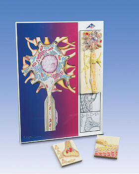 Die Synapse, 3B Scientific, medishop.de
