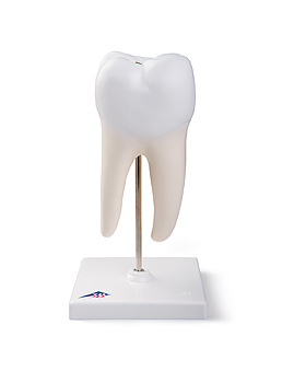 Unterer zweiwurzeliger Backenzahn, 2-teilig, 3B Scientific, medishop.de