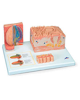3B MICROanatomy Zunge, 3B Scientific, medishop.de