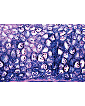 Deck- und Sttzgewebe, Bewegungssystem, 15 Stck, 3B Scientific, medishop.de