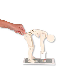Demonstrationsfigur Richtiges Heben, 3B Scientific, medishop.de