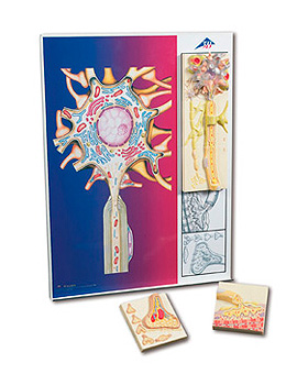 Die Nervenzelle, 3B Scientific, medishop.de