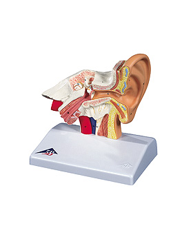 Schreibtischmodell des Ohrs, 1,5-fache Größe, 3B Scientific, medishop.de