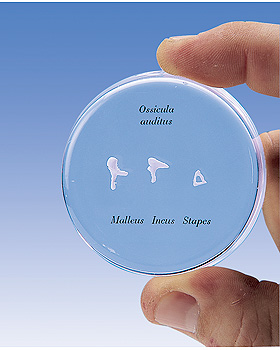 Gehrknchelchen, natrliche Gre, 3B Scientific, medishop.de