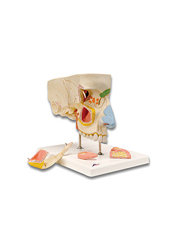 Nase mit Nasennebenhhlen, 5-teilig, 3B Scientific, medishop.de