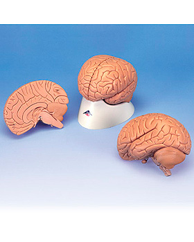 Standard-Gehirn, 2-teilig, 3B Scientific, medishop.de