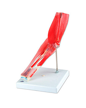 Ellenbogengelenk, 8-teilig, 3B Scientific, medishop.de